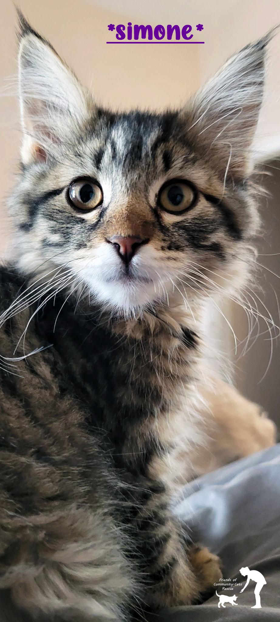 Enlarge Simone, a ADOPTABLE Domestic Medium Hair in Centerville, UT image 1/1