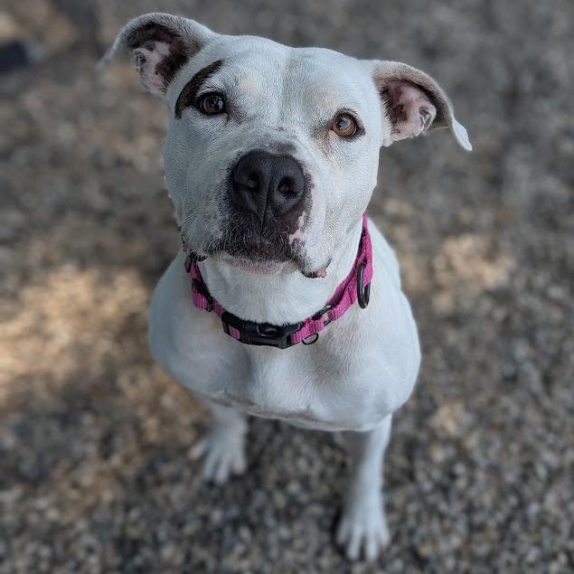 Pearl, Adoptable, Adult Female Mixed Breed.