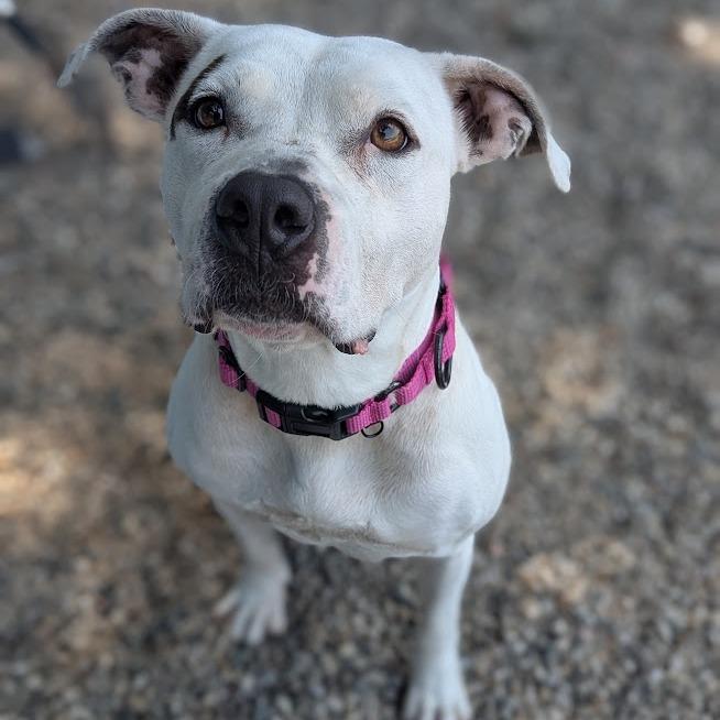 Pearl, a Adoptable Mixed Breed in West Olive, MI image 2/4