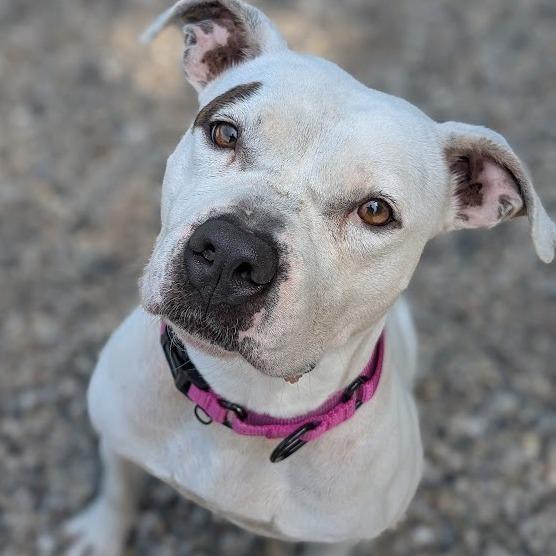 Pearl, a Adoptable Mixed Breed in West Olive, MI image 3/4