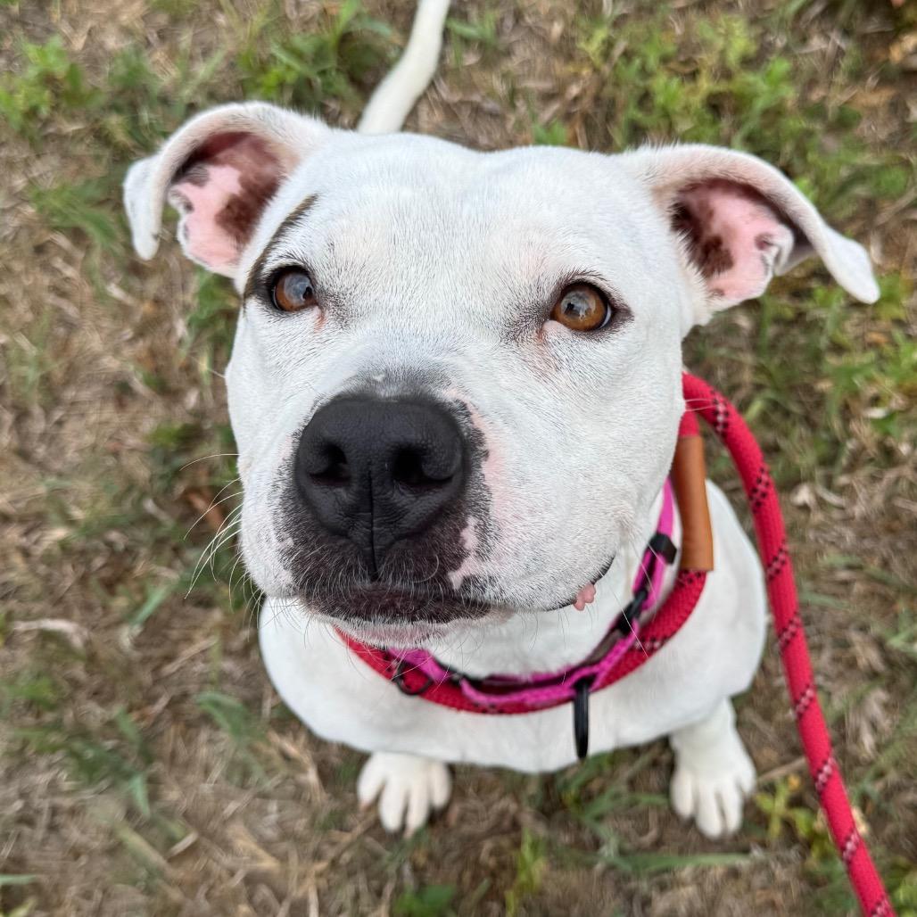 Pearl, a Adoptable Mixed Breed in West Olive, MI image 4/4