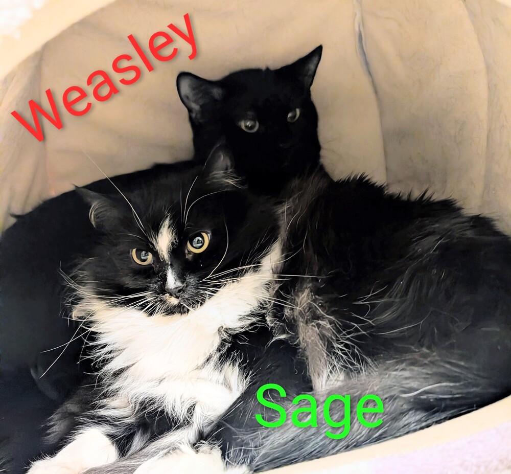 Weasley, Adoptable, Young Male Domestic Short Hair.