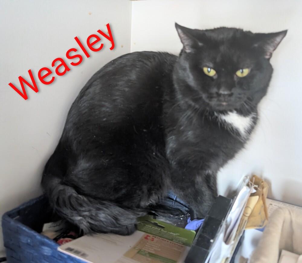 Enlarge Weasley, a Adoptable Domestic Short Hair in Springdale, PA image 2/2