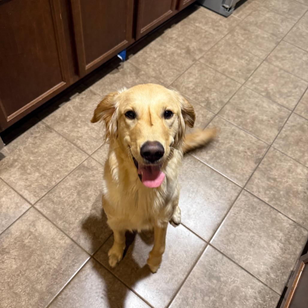 Kela, Adoptable, Adult Female Golden Retriever.