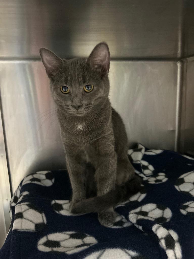 Enlarge Nico, a Adoptable mixed breed in Detroit, MI image 6/6