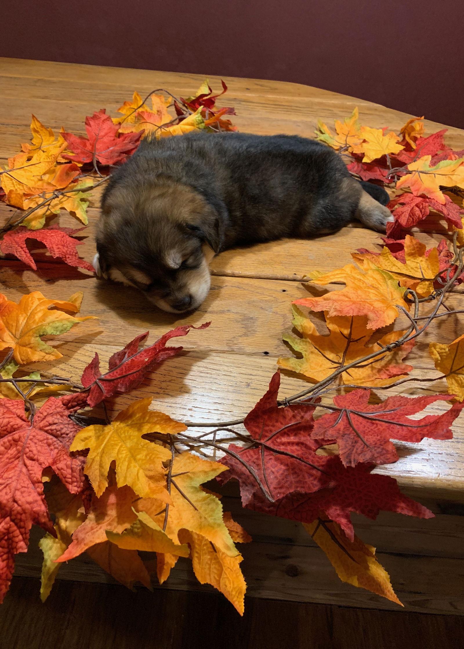 Ember *Zelda's Litter*. New name: Emma, Adopted, Puppy Female German Shepherd Dog.