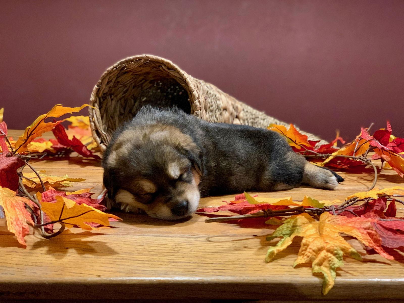 Enlarge Ember *Zelda's Litter*. New name: Emma, a Adopted German Shepherd Dog in Gretna, NE image 3/3