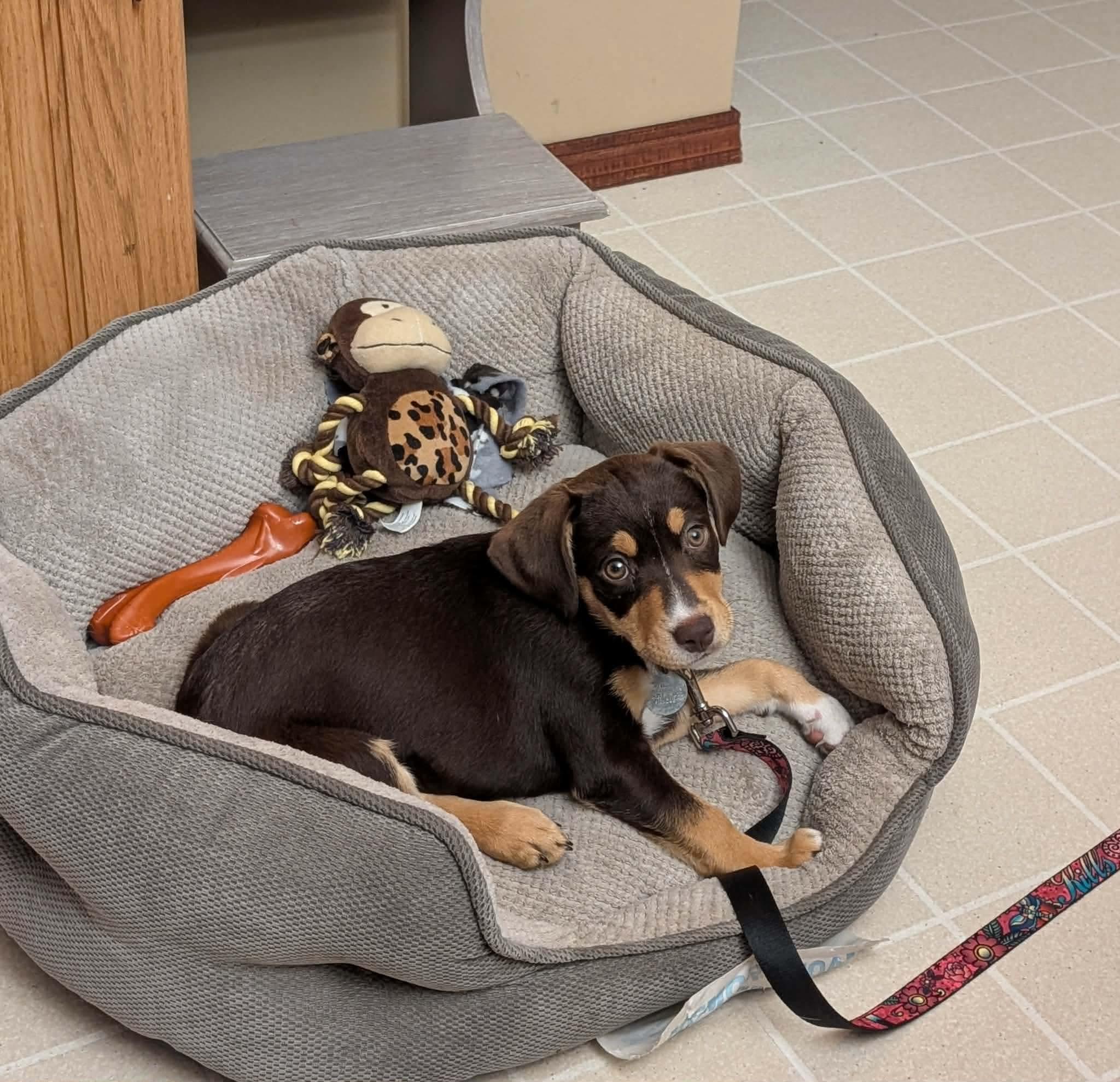 Enlarge Azalea, an adopted Mixed Breed in De Pere, WI image 2/3