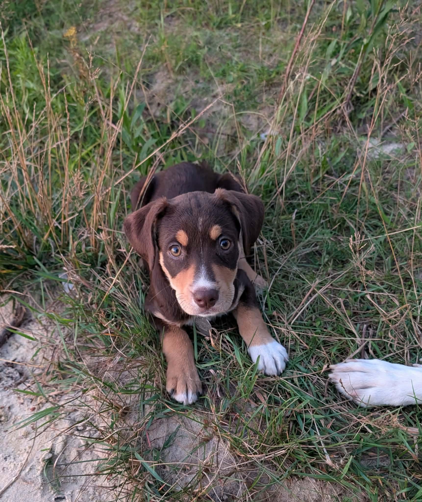 Enlarge Azalea, an adopted Mixed Breed in De Pere, WI image 3/3