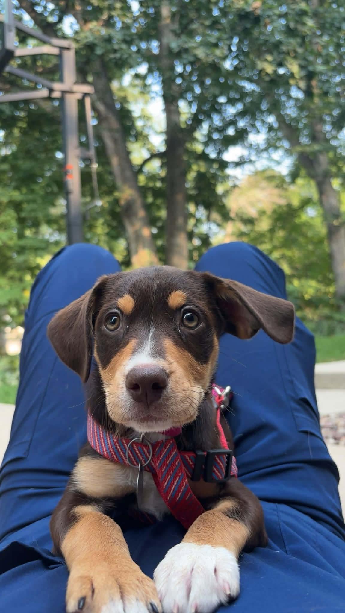 Enlarge Azalea, an adopted Mixed Breed in De Pere, WI image 1/3