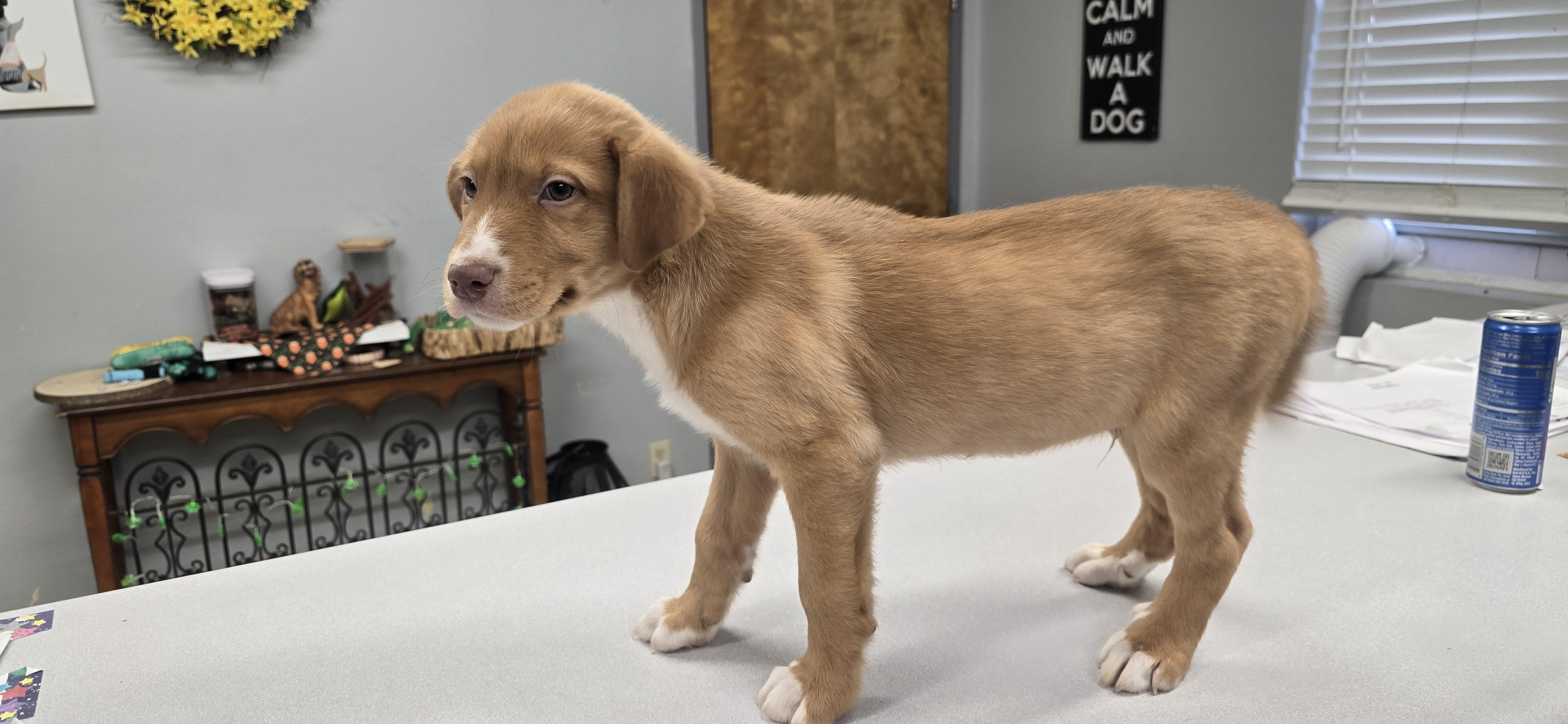 Enlarge Loki, a ADOPTABLE mixed breed in Petersburg, IN image 2/2