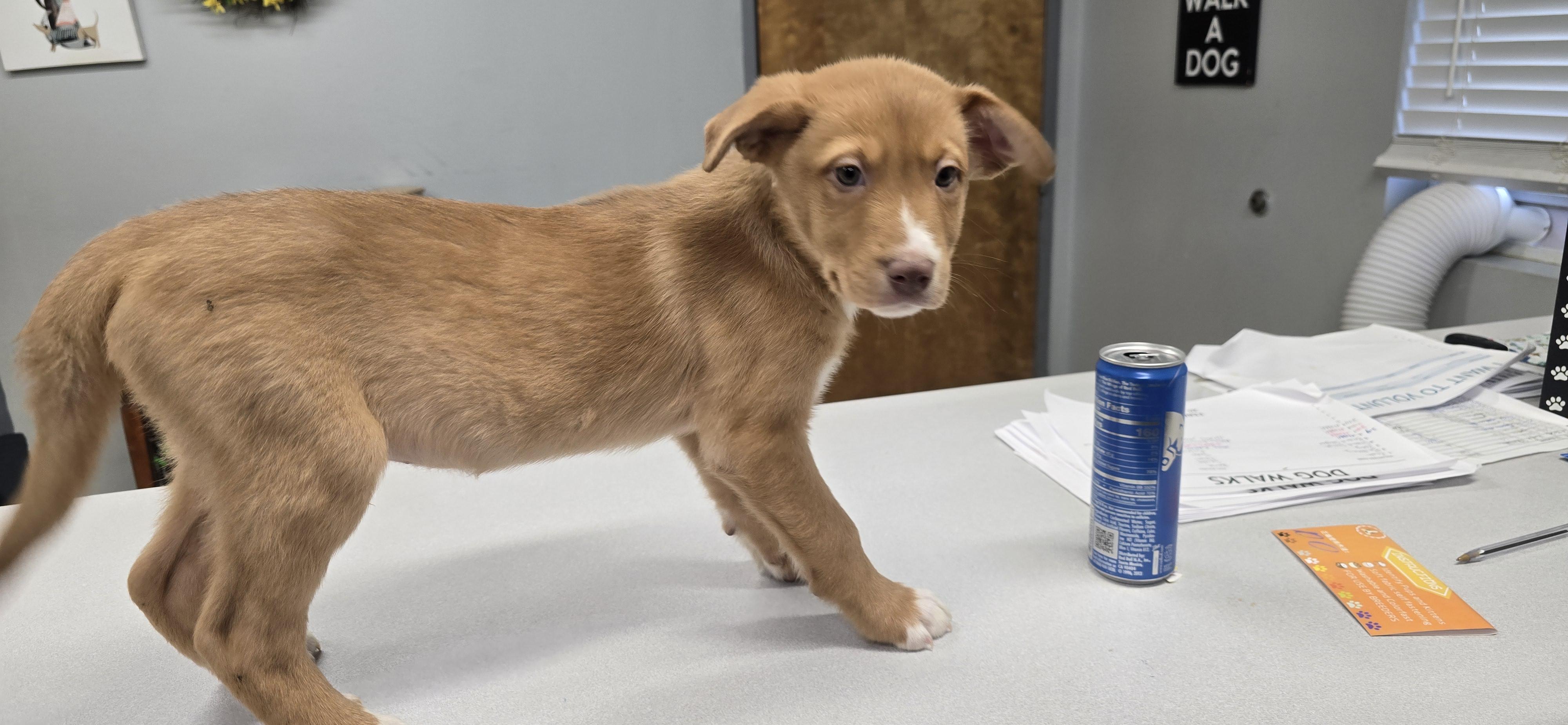Enlarge Loki, a ADOPTABLE mixed breed in Petersburg, IN image 1/2