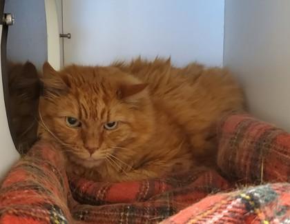 Enlarge Finn (working cat), a Adoptable mixed breed in Fairfax, VA image 1/1