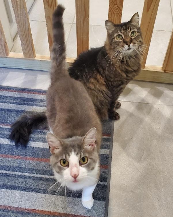 Buddy, a Adoptable Domestic Short Hair in League City, TX image 4/4