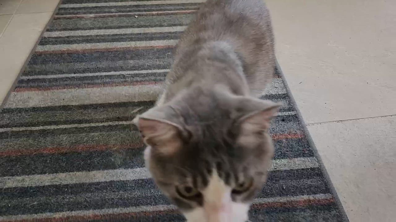 Enlarge Buddy, a Adoptable Domestic Short Hair in League City, TX video 3/4