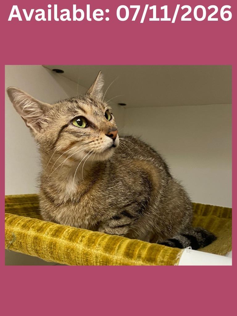 PetCo Condo #4 Daisy, Adoptable, Young Female Domestic Short Hair.