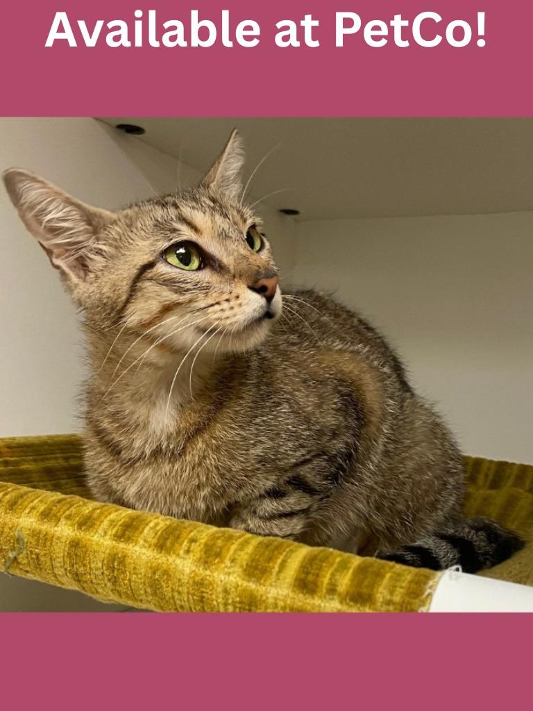 PetCo Condo #4 Daisy, a Adoptable mixed breed in Greenville, TX image 2/2