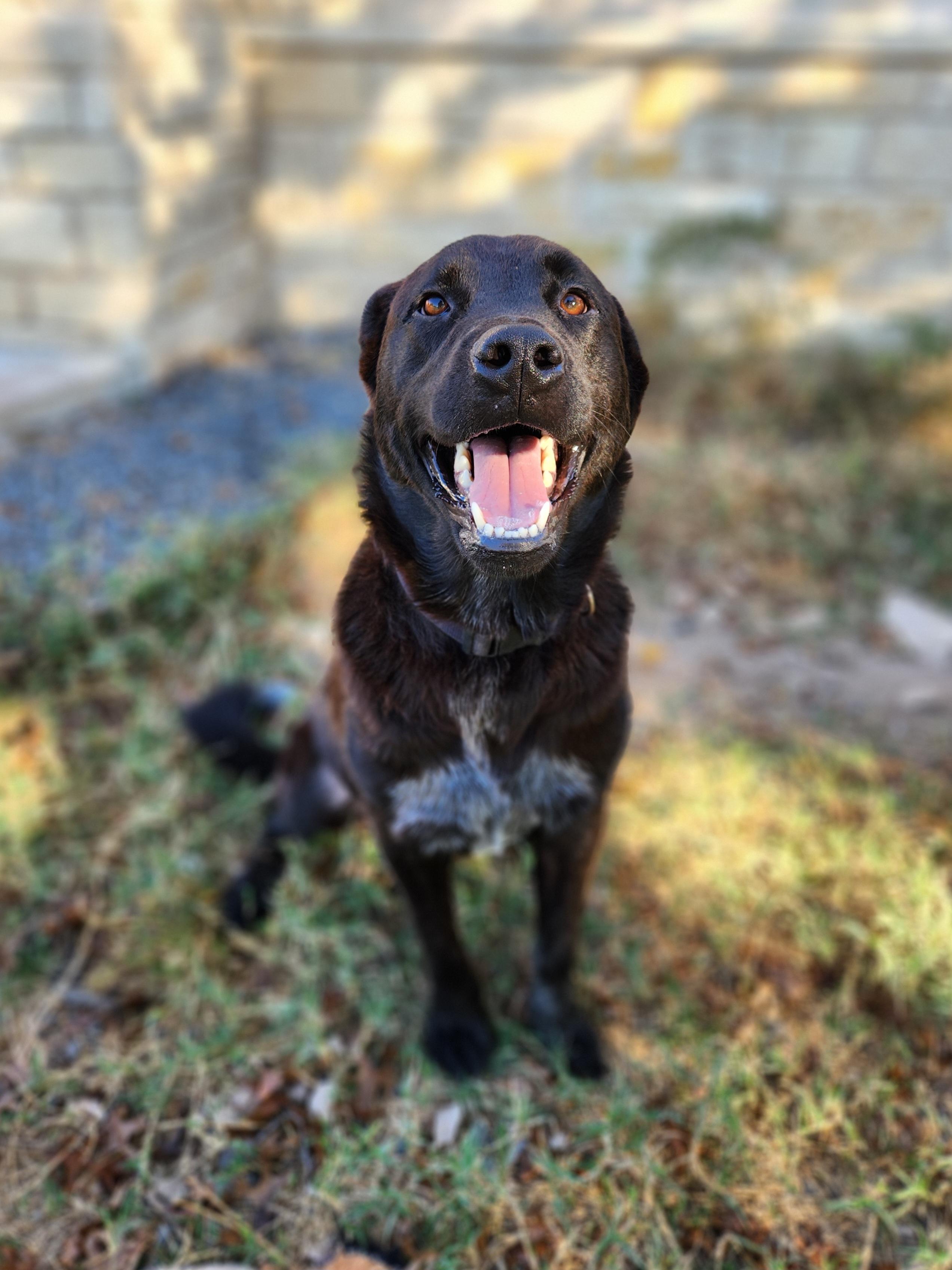 Enlarge Fraiser, a Adoptable mixed breed in Killeen, TX image 3/6