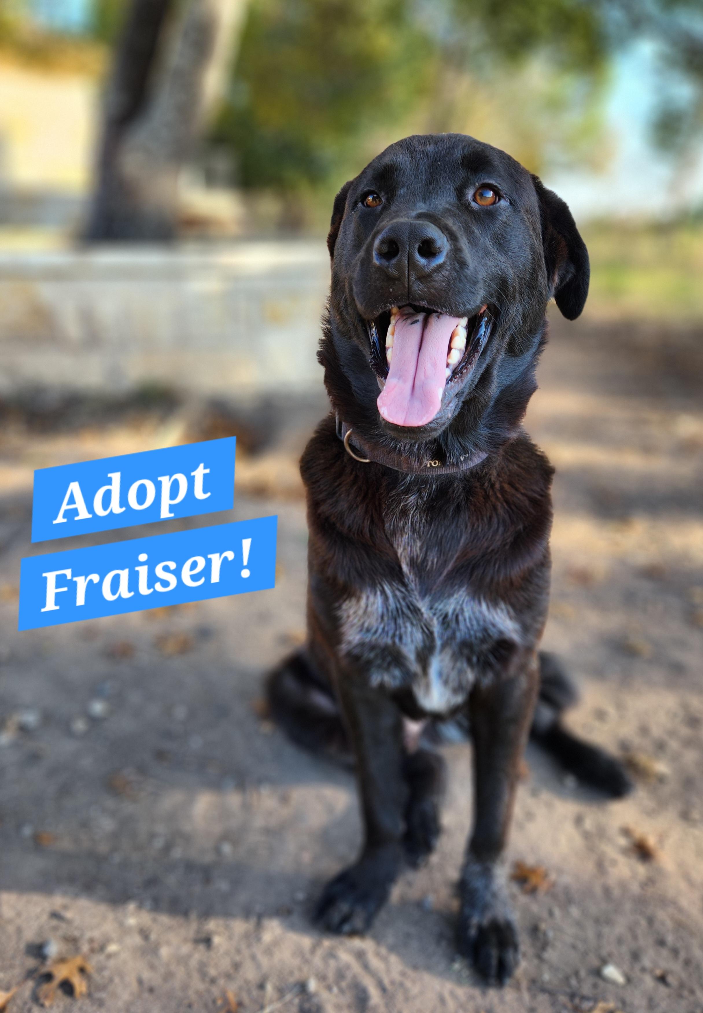 Enlarge Fraiser, a Adoptable mixed breed in Killeen, TX image 1/6