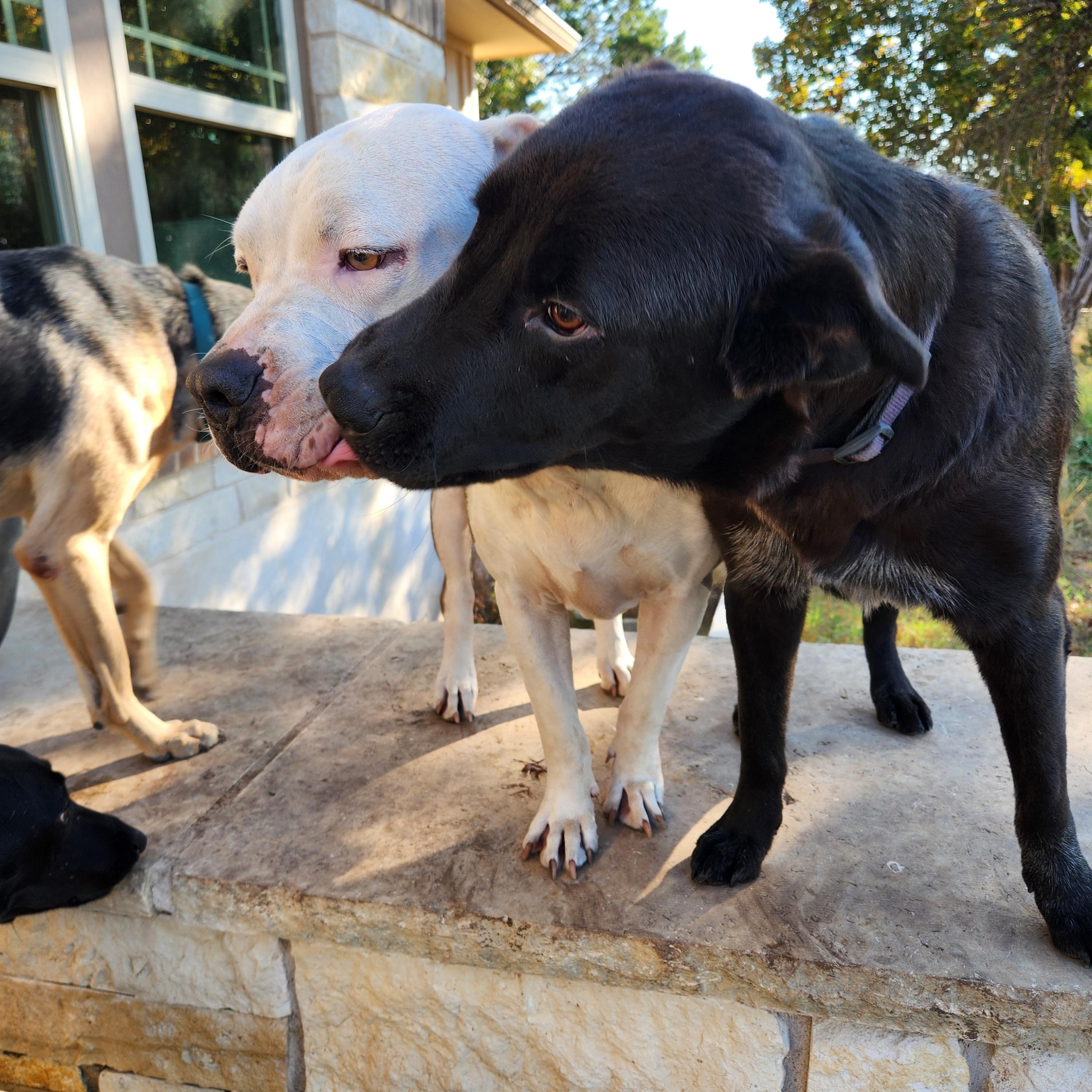 Enlarge Fraiser, a Adoptable mixed breed in Killeen, TX image 4/6