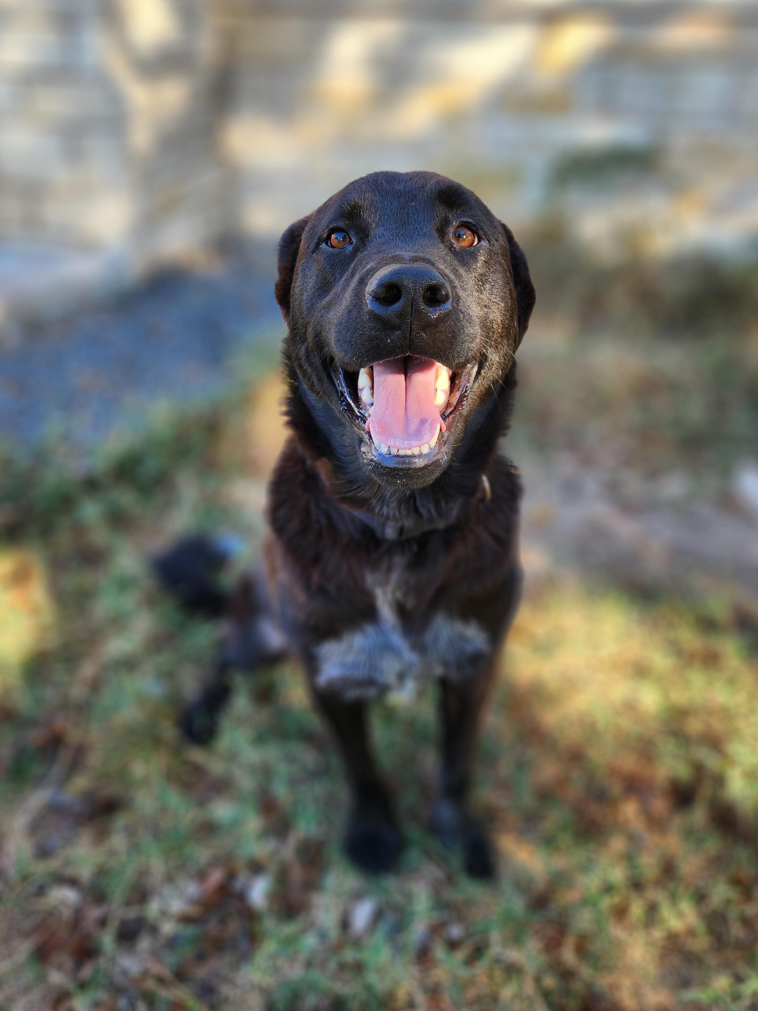 Enlarge Fraiser, a Adoptable mixed breed in Killeen, TX image 5/6