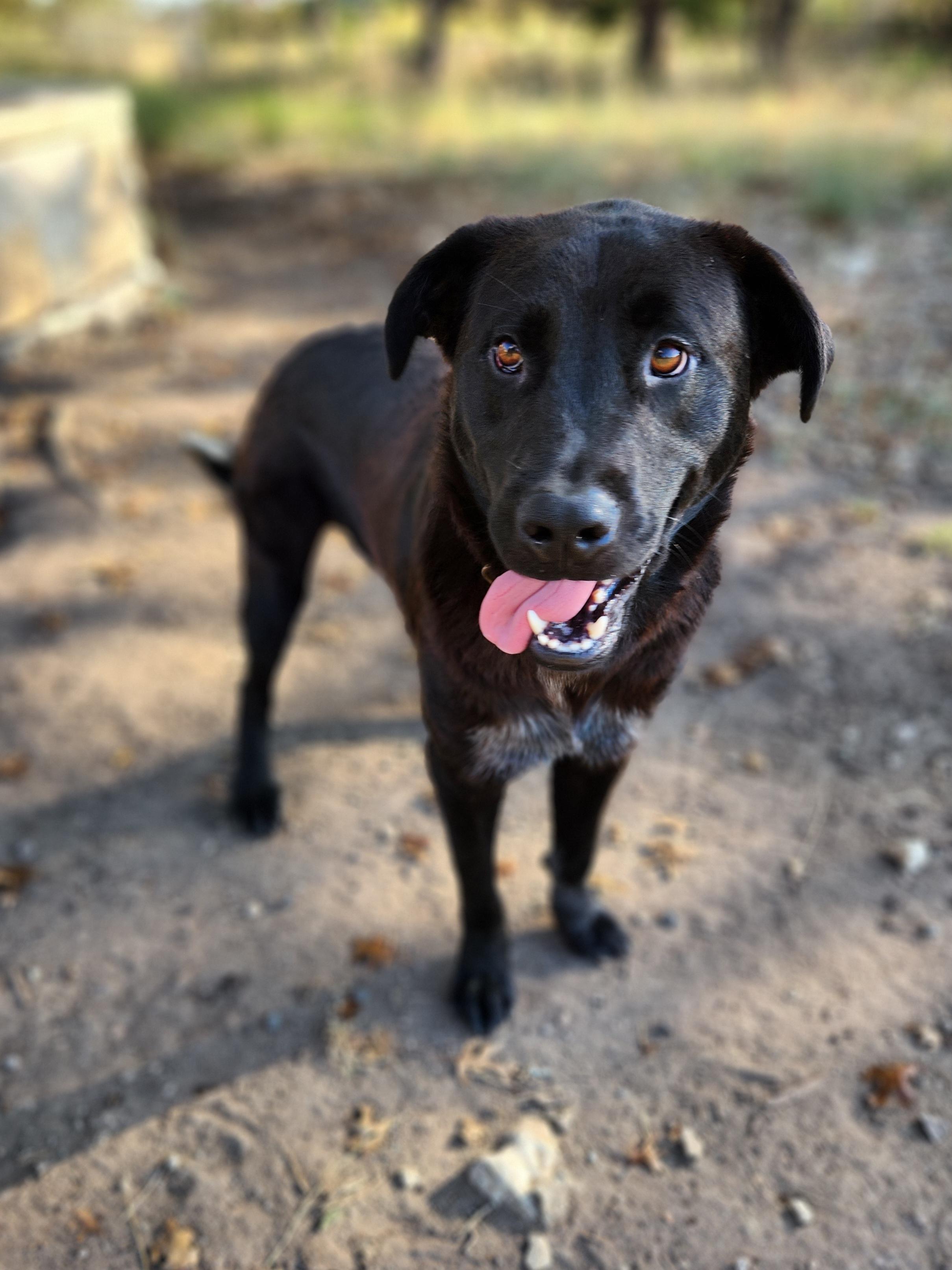 Enlarge Fraiser, a Adoptable mixed breed in Killeen, TX image 6/6