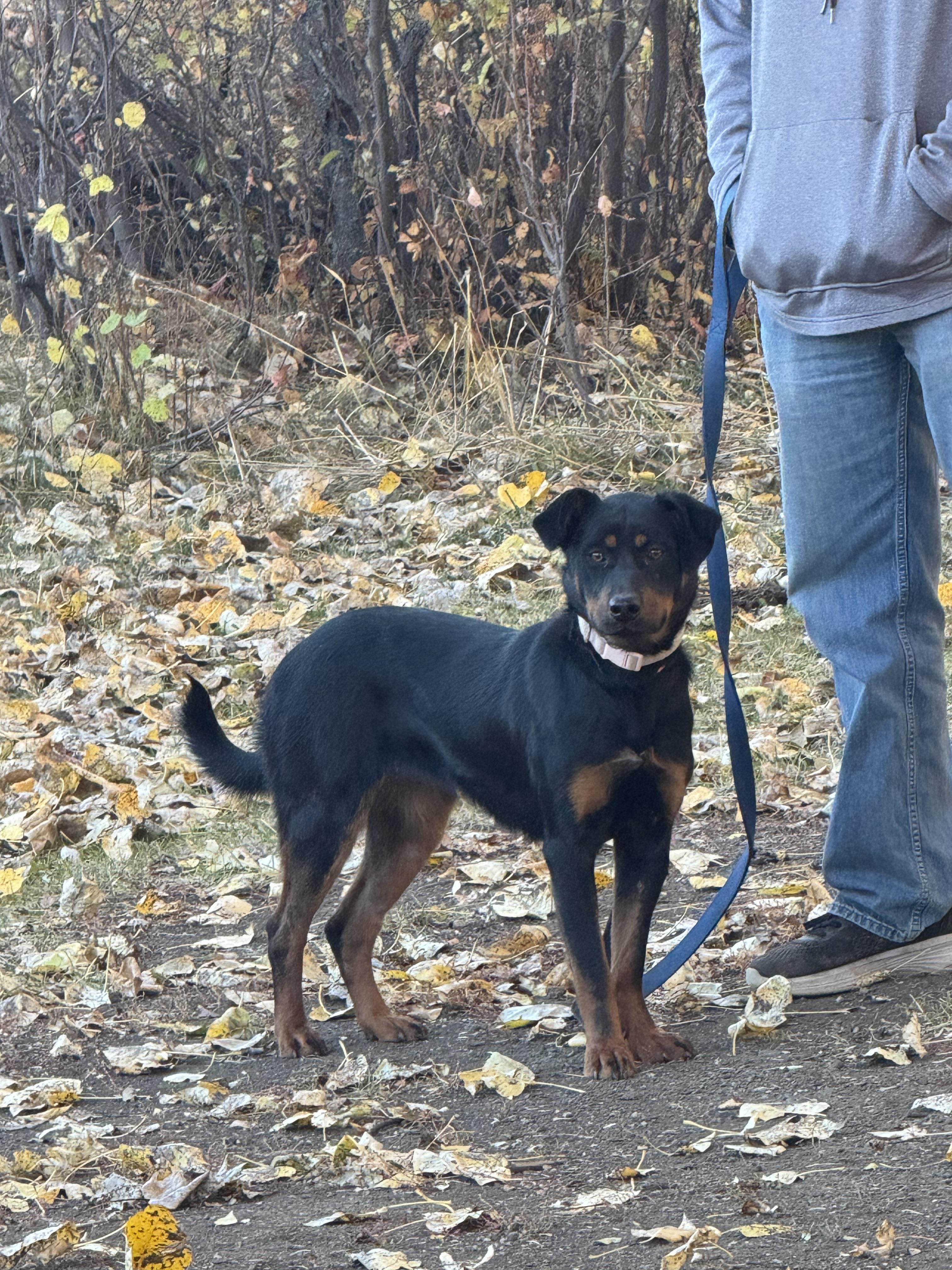 Lacey Mae, Adoptable, Adult Female Mixed Breed.