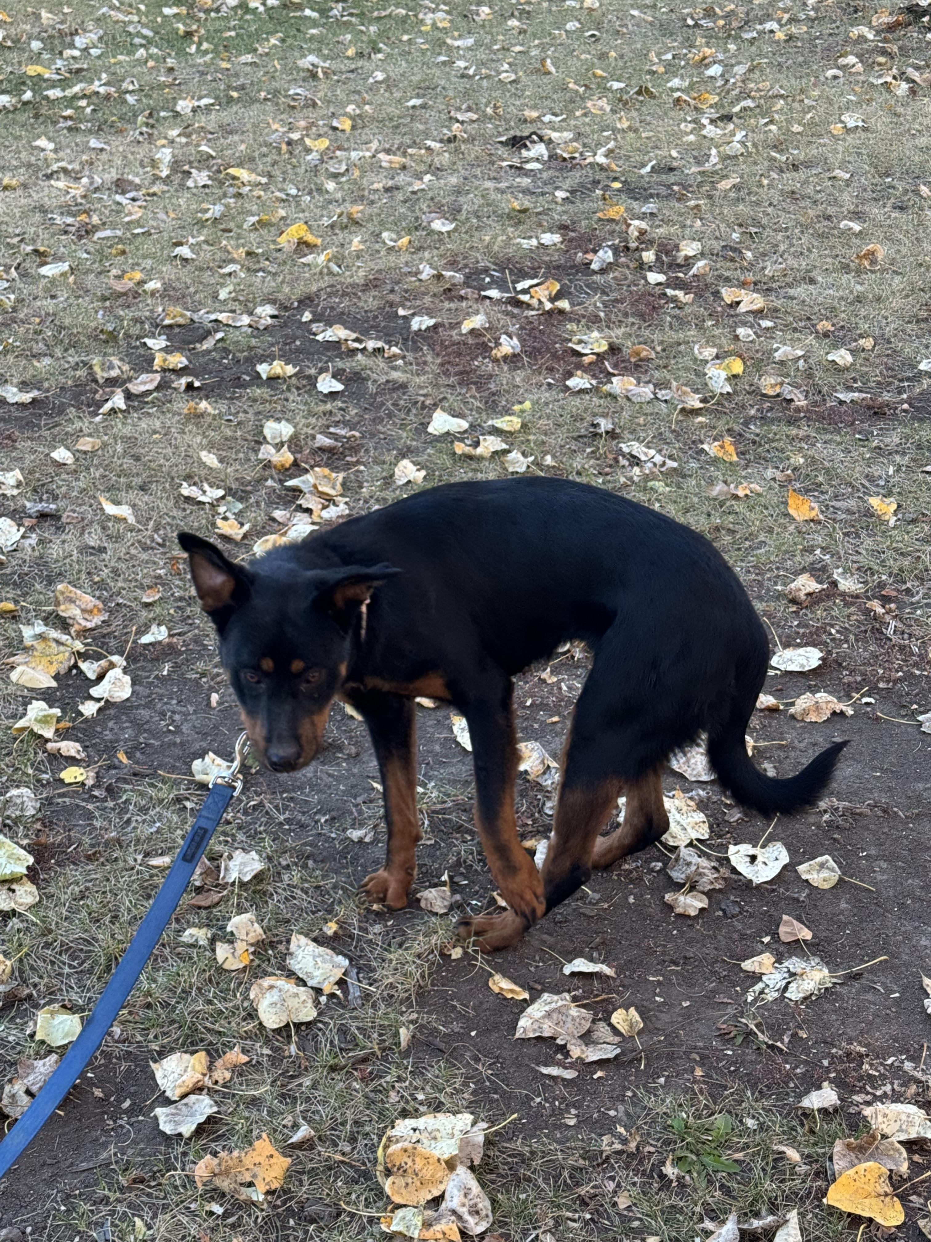 Enlarge Lacey Mae, a Adoptable mixed breed in Havre, MT image 3/4