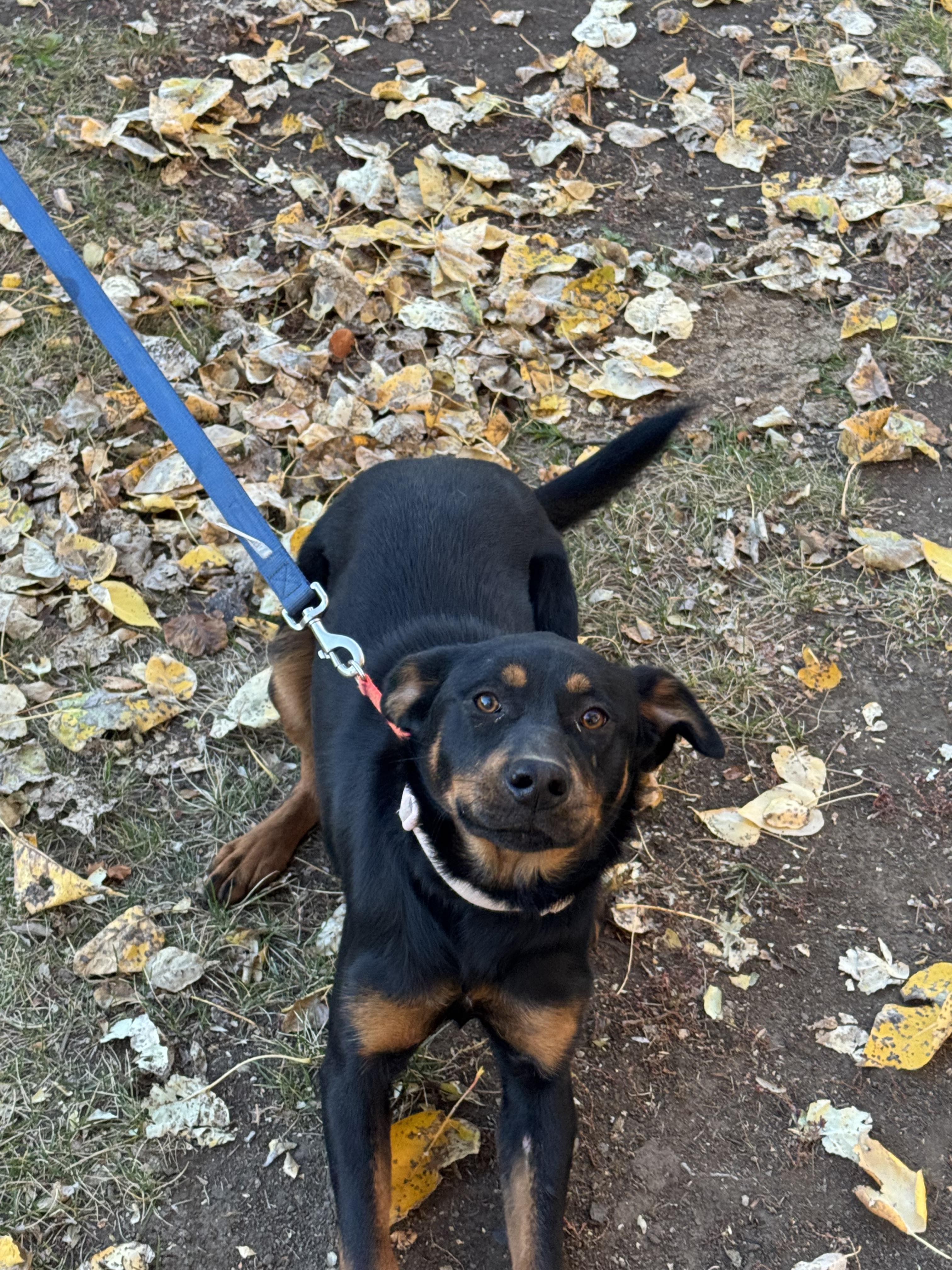 Lacey Mae, an adoptable Mixed Breed in Havre, MT, 59501 | Photo Image 3