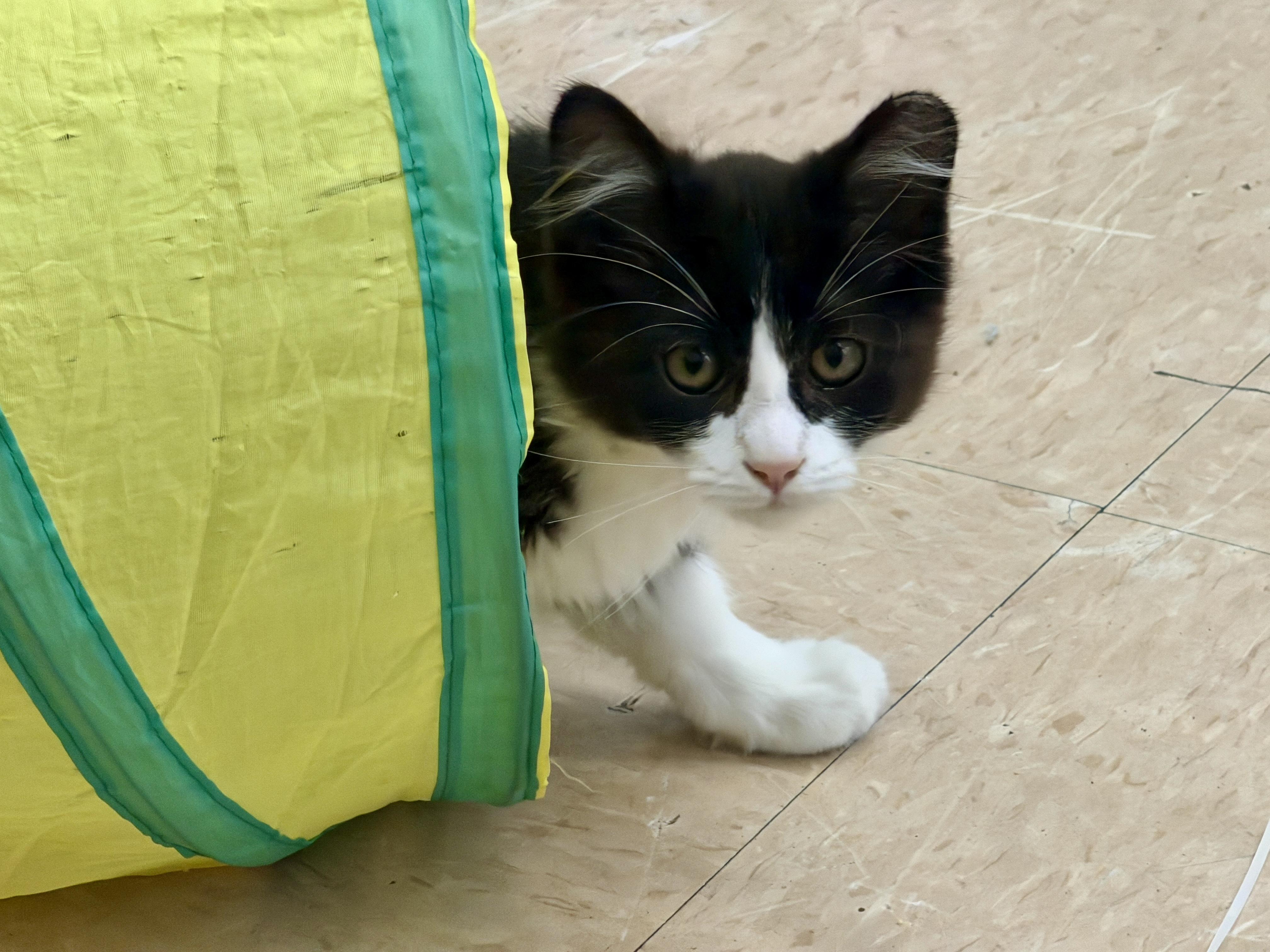 Enlarge Dale, an adopted Domestic Long Hair in Gilroy, CA image 1/1