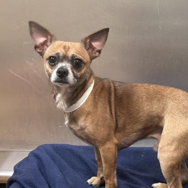 Manimal, Adoptable, Adult Male Chihuahua.