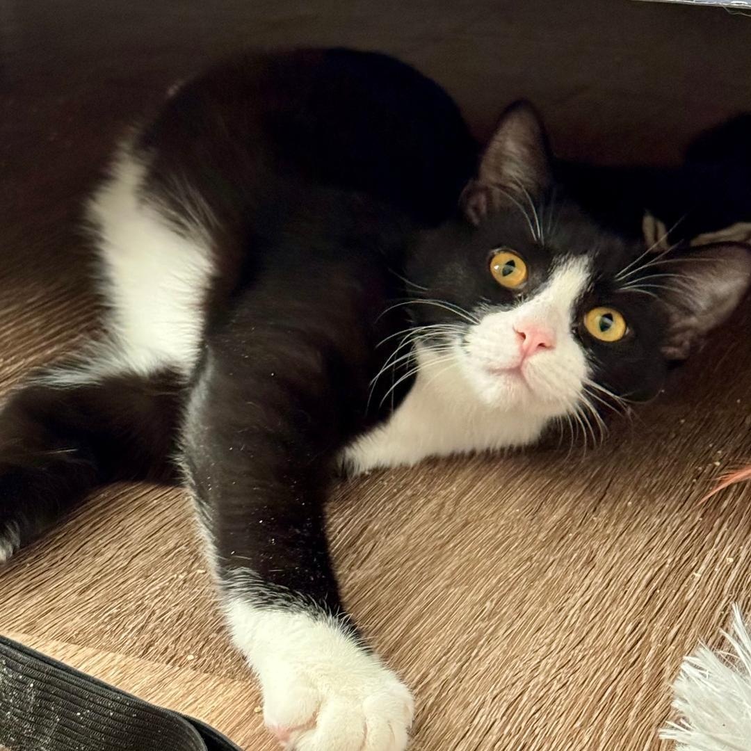 Enlarge Lewis, a Adoptable Domestic Short Hair in Gastonia, NC image 1/4