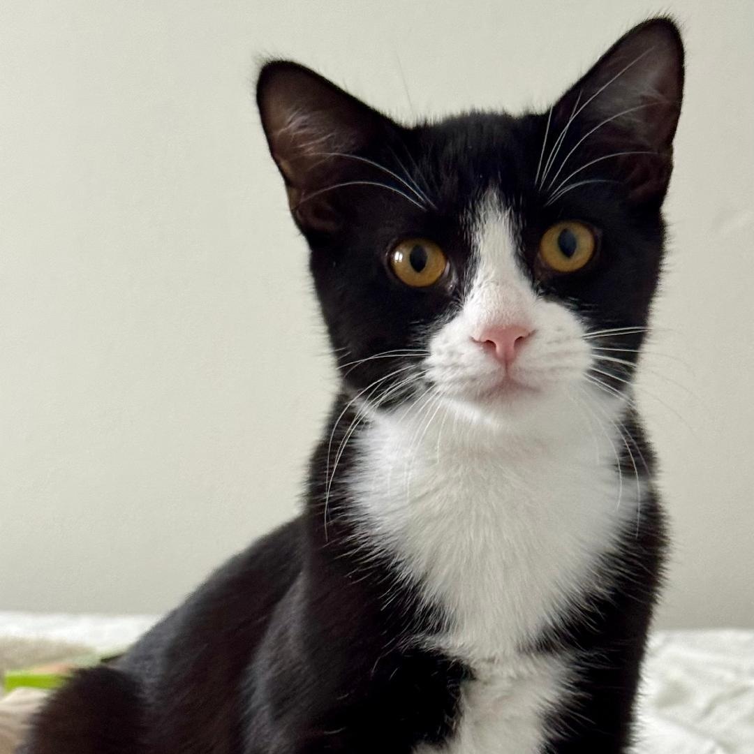 Enlarge Lewis, a Adoptable Domestic Short Hair in Gastonia, NC image 2/4