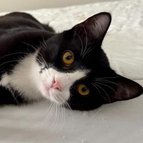 Enlarge Lewis, a Adoptable Domestic Short Hair in Gastonia, NC image 3/4