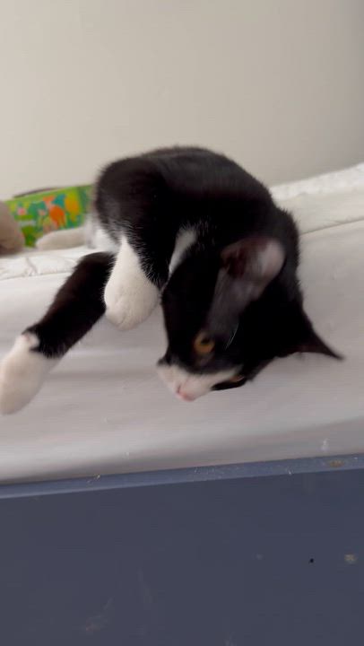 Enlarge Lewis, a Adoptable Domestic Short Hair in Gastonia, NC video 4/4