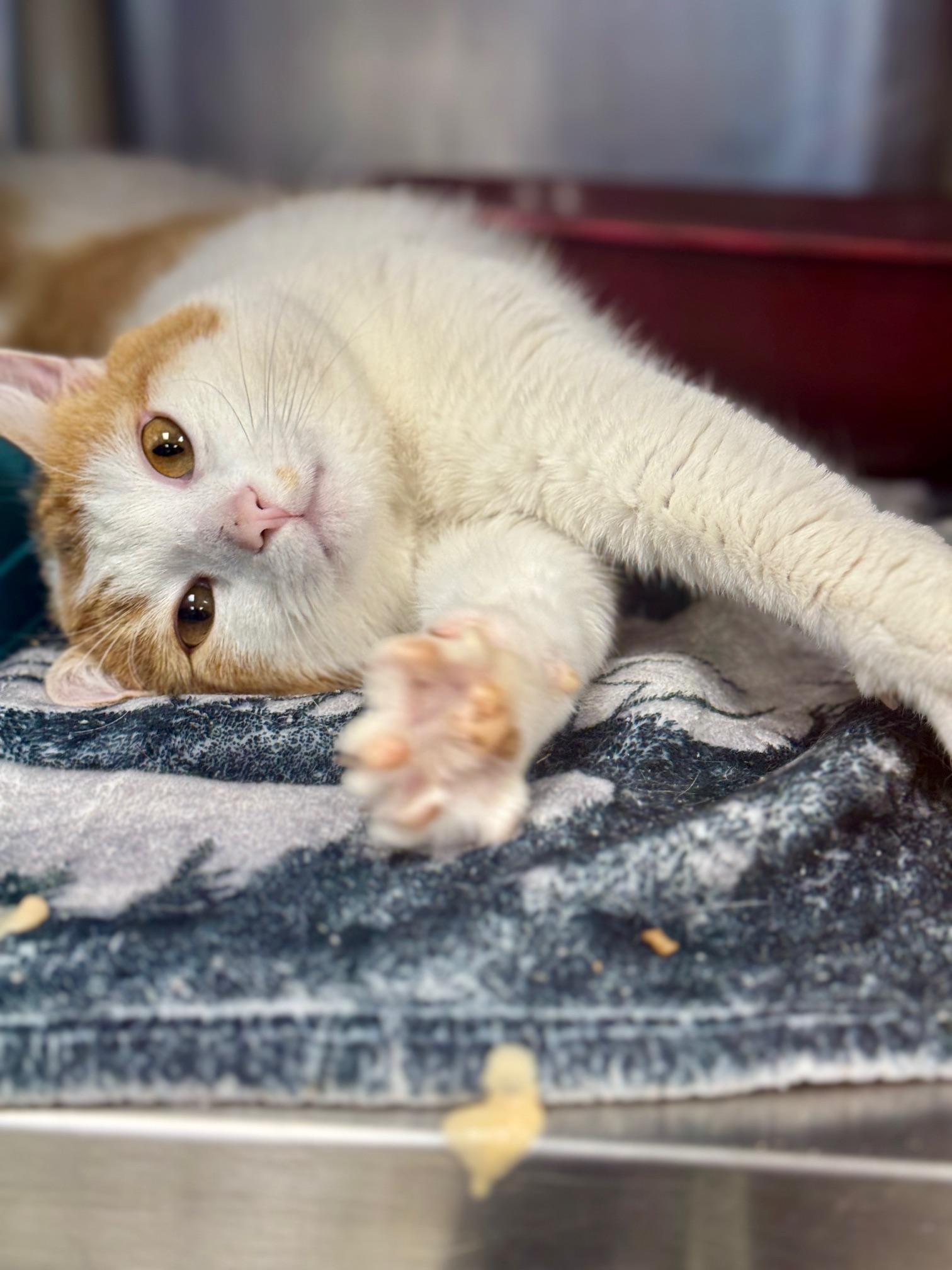 Enlarge Bart, a ADOPTABLE Domestic Short Hair in Benton Harbor, MI image 2/5