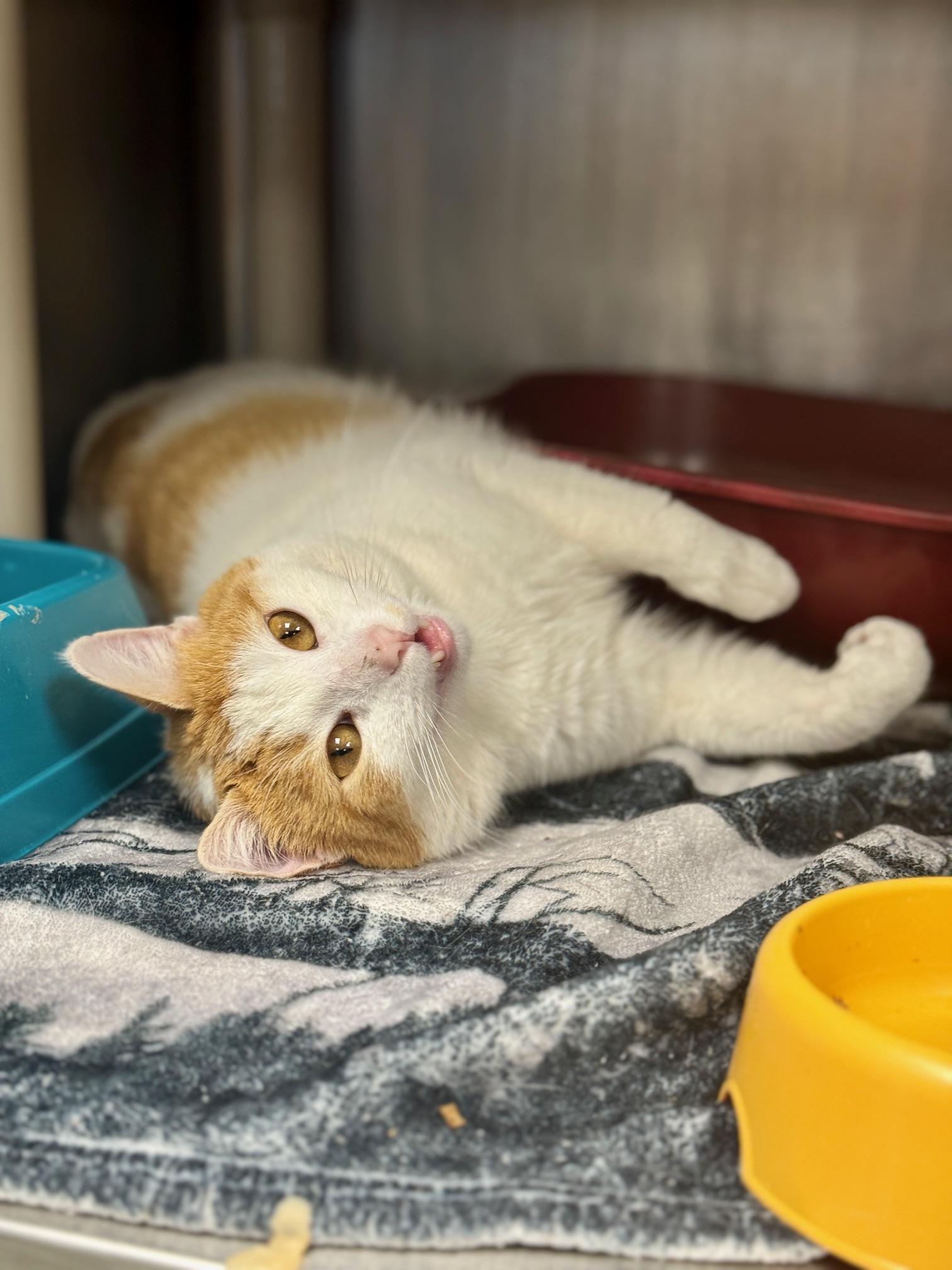 Enlarge Bart, a ADOPTABLE Domestic Short Hair in Benton Harbor, MI image 5/5