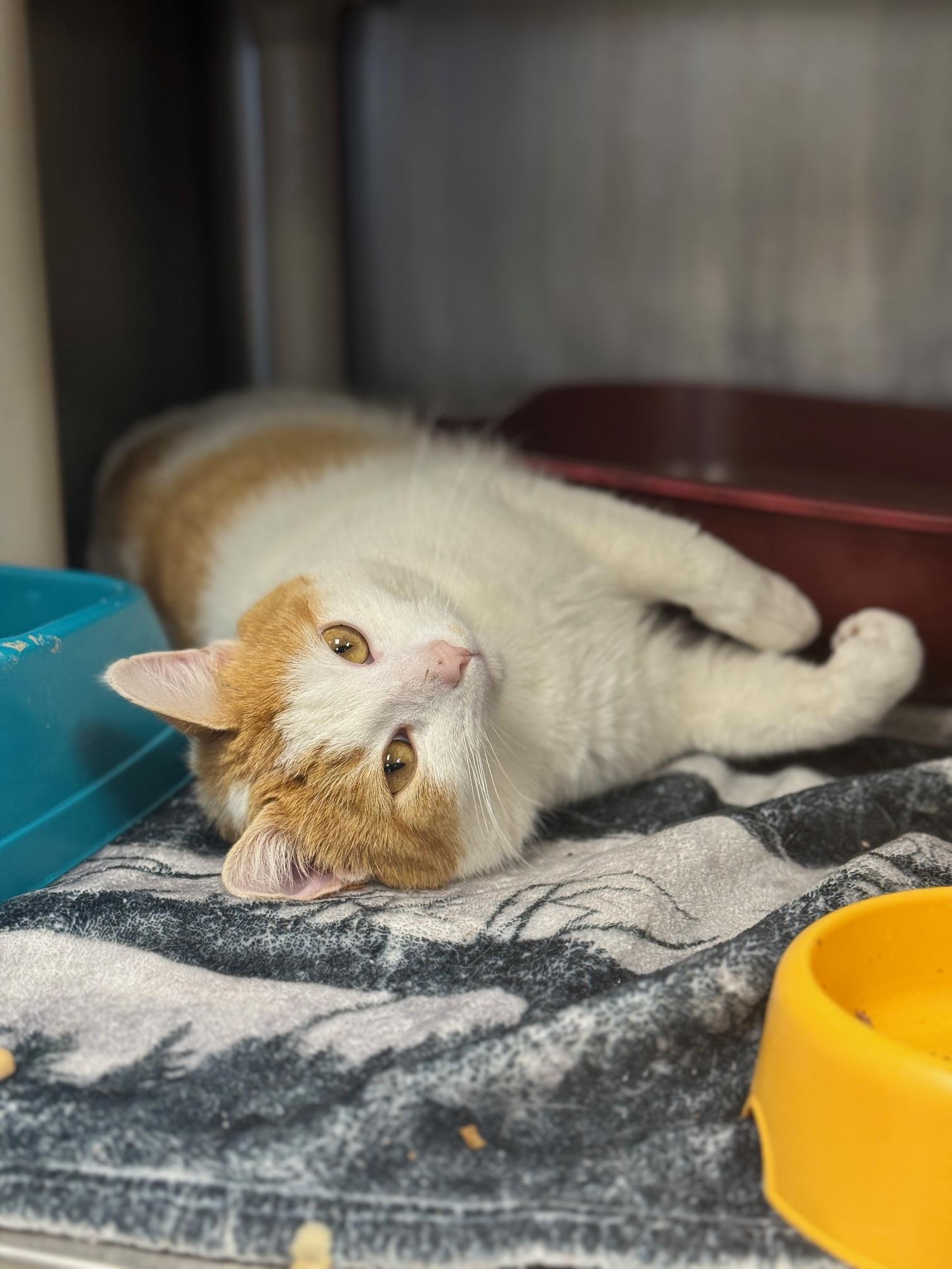 Enlarge Bart, a ADOPTABLE Domestic Short Hair in Benton Harbor, MI image 3/5