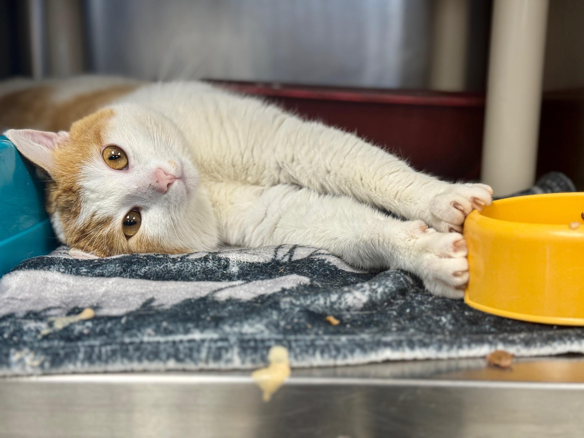 Bart, ADOPTABLE, Adult Male Domestic Short Hair.