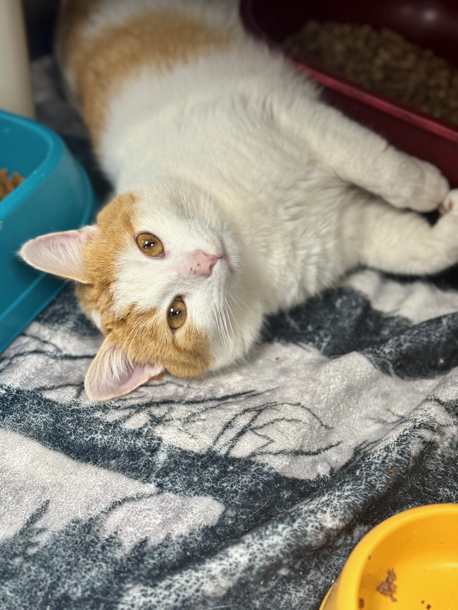 Enlarge Bart, a ADOPTABLE Domestic Short Hair in Benton Harbor, MI image 4/5