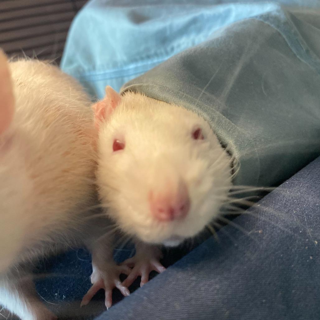 Jerry *Bonded with Tiny & Remy*, Adoptable, Adult Male Rat.