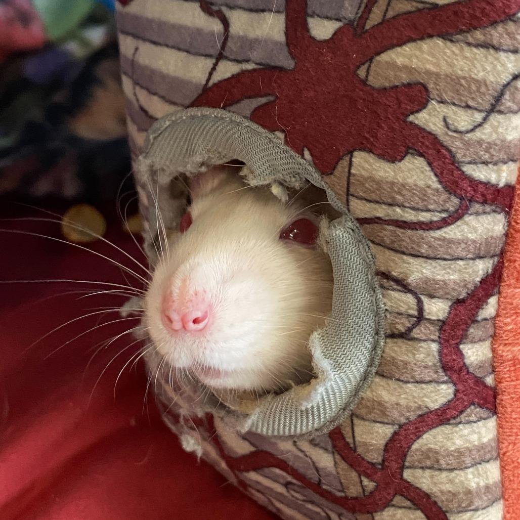 Jerry *Bonded with Tiny & Remy*, a Adoptable Rat in Dover, NH image 2/3