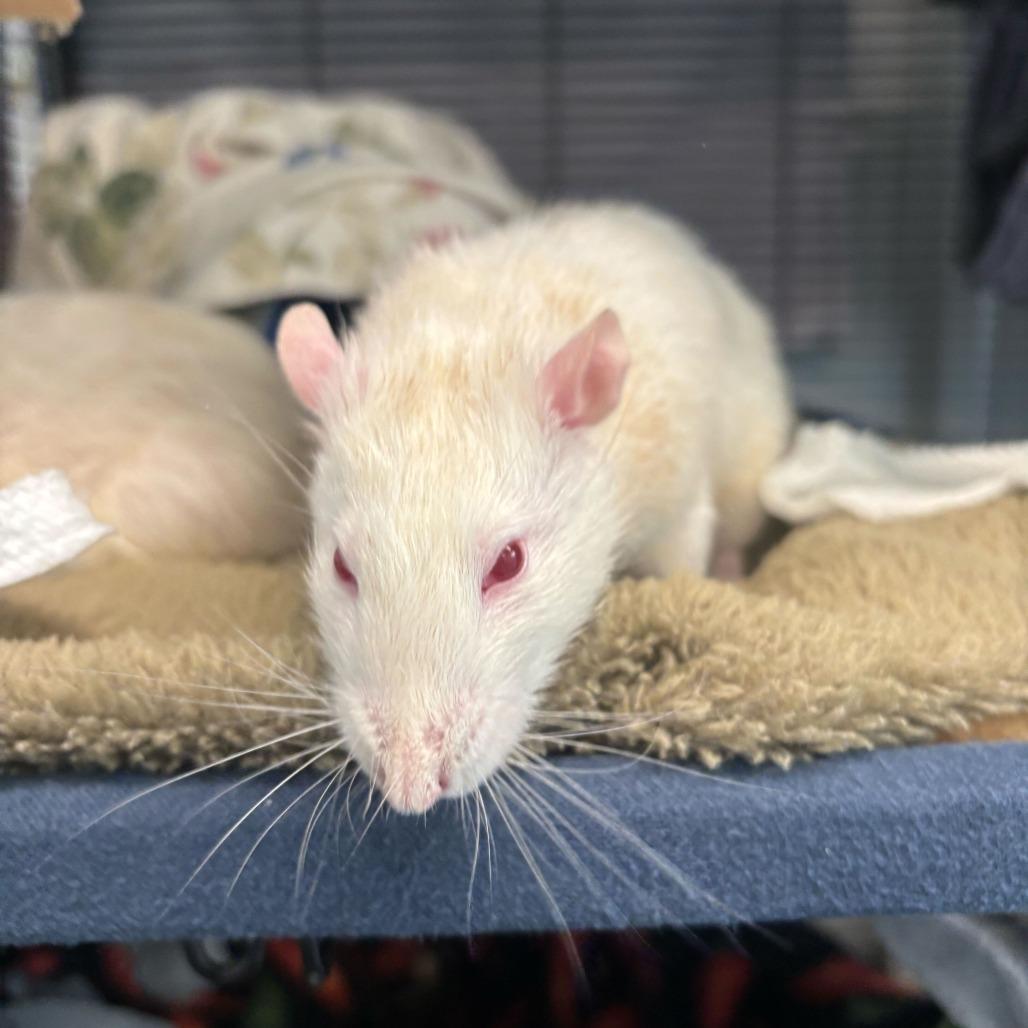 Jerry *Bonded with Tiny & Remy*, a Adoptable Rat in Dover, NH image 3/3