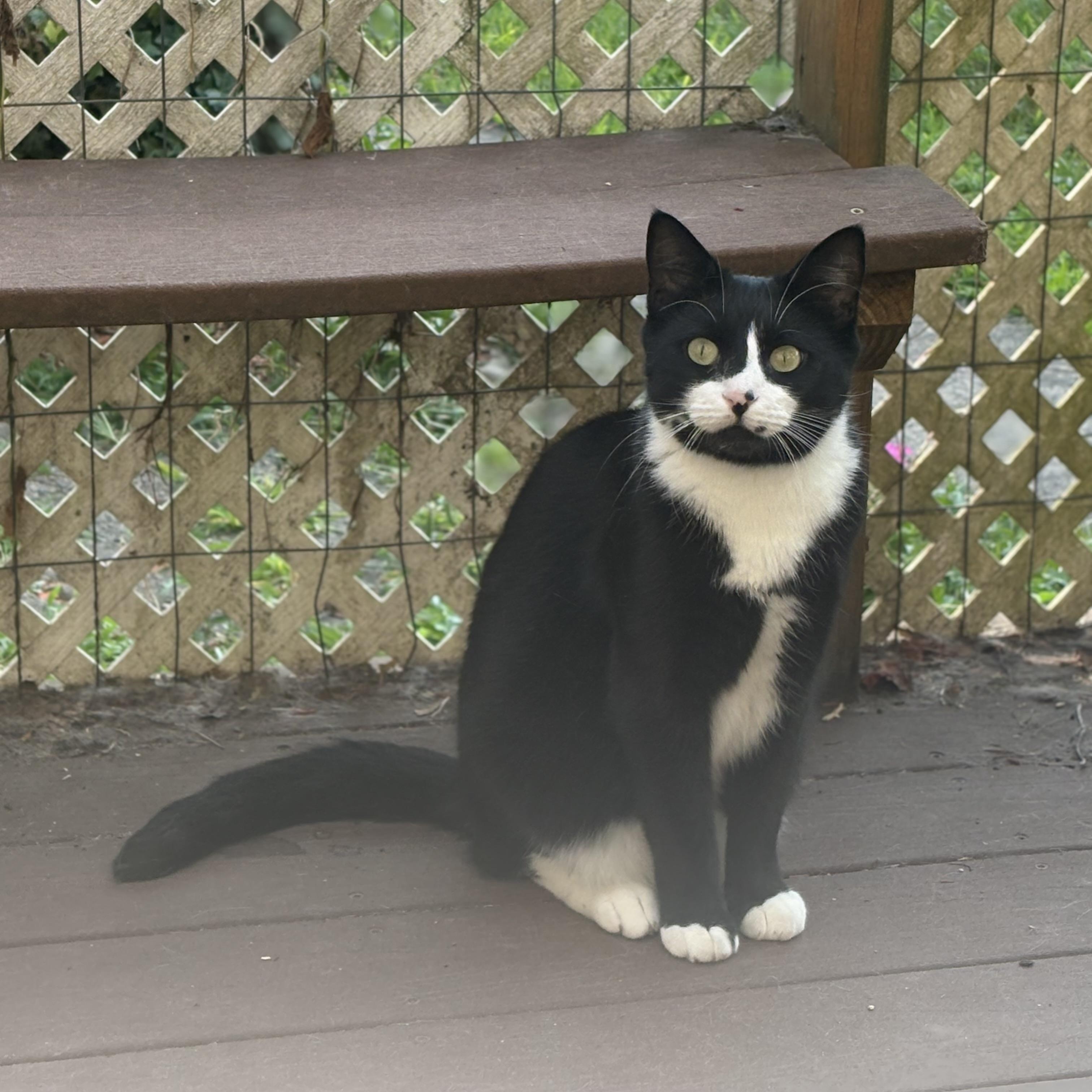 Vinky, Adopted, Young Male Domestic Short Hair.