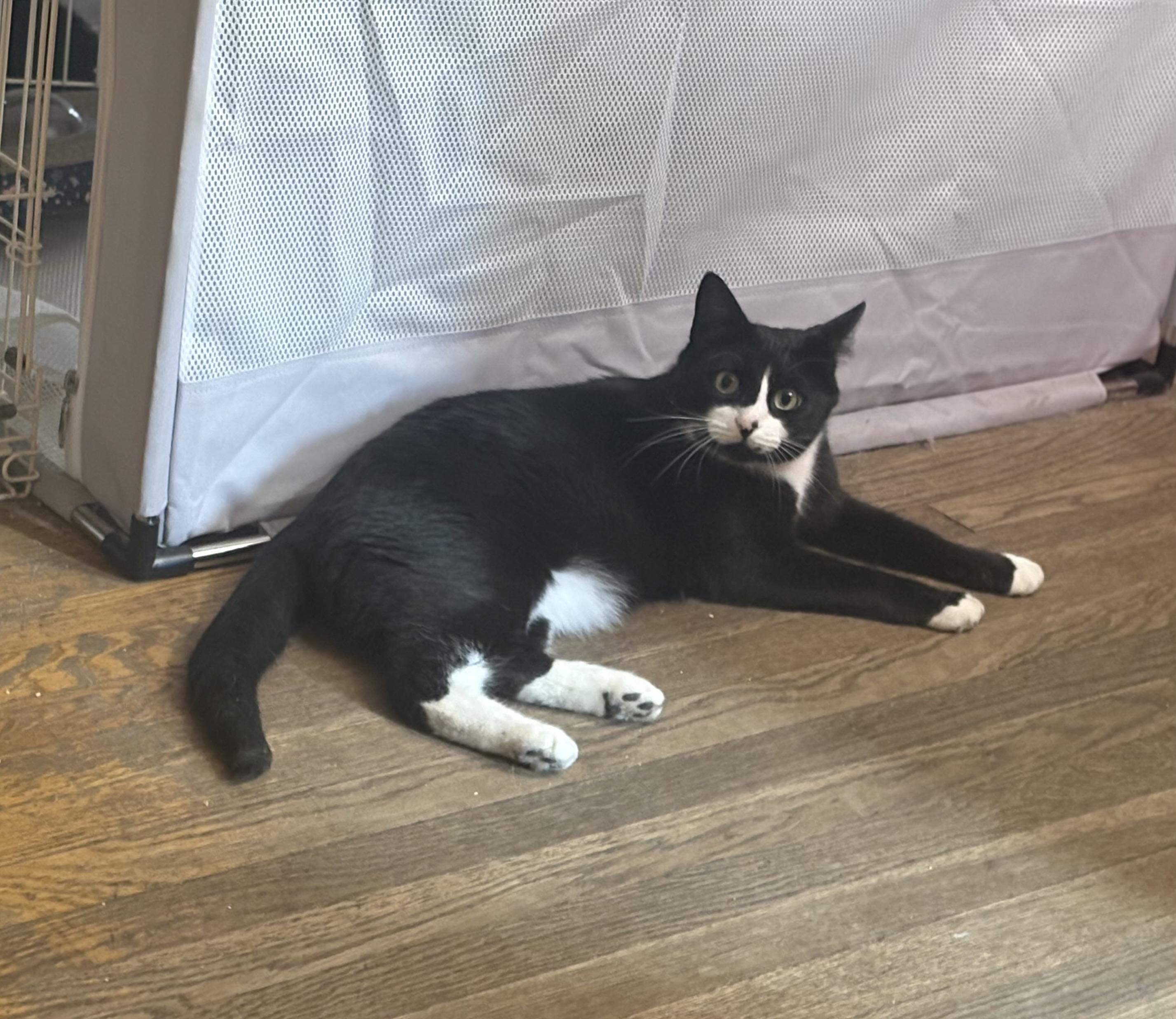 Enlarge Vinky, a Adopted Domestic Short Hair in Lynn, MA image 6/6