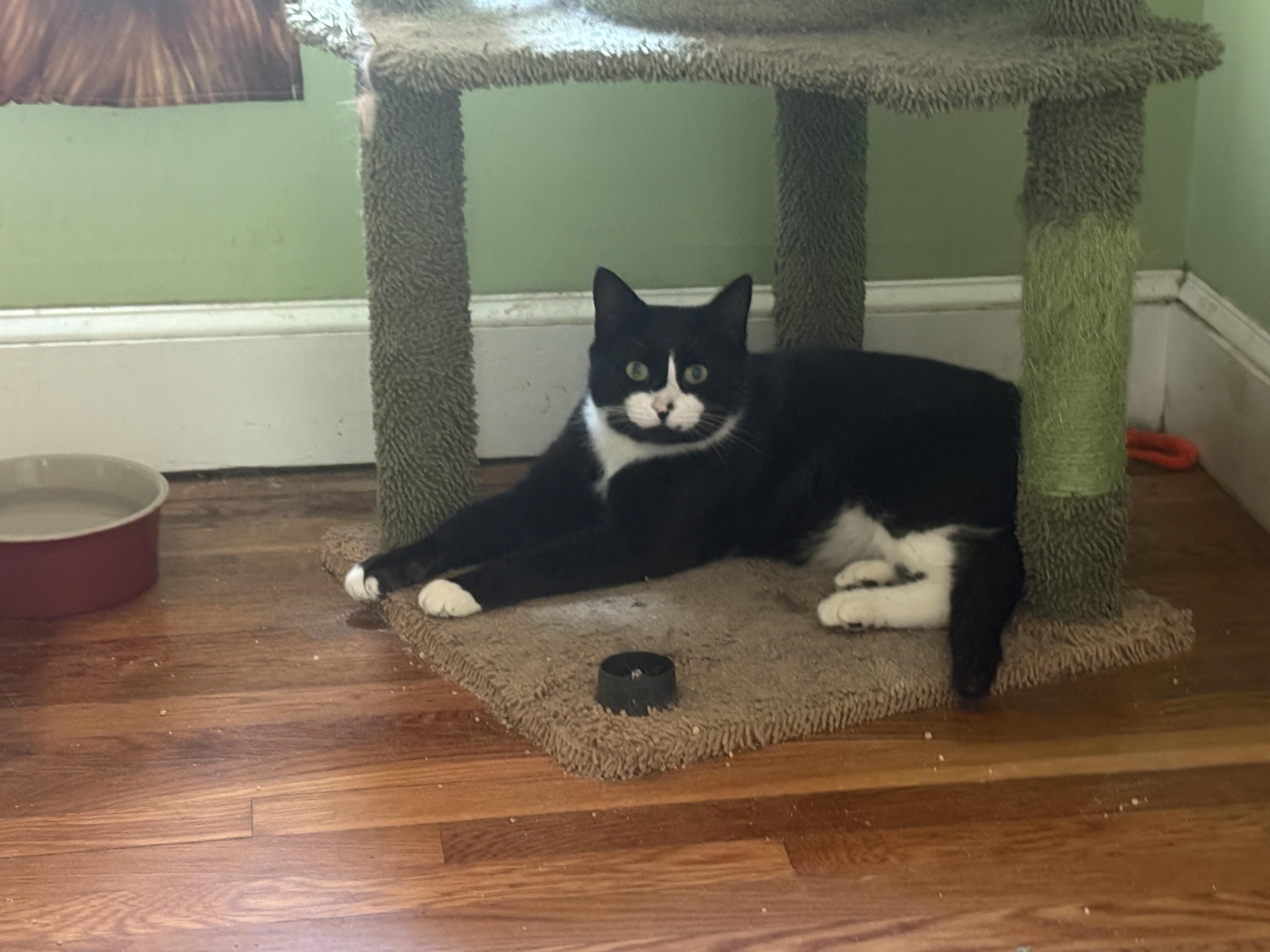 Enlarge Vinky, a Adopted Domestic Short Hair in Lynn, MA image 5/6