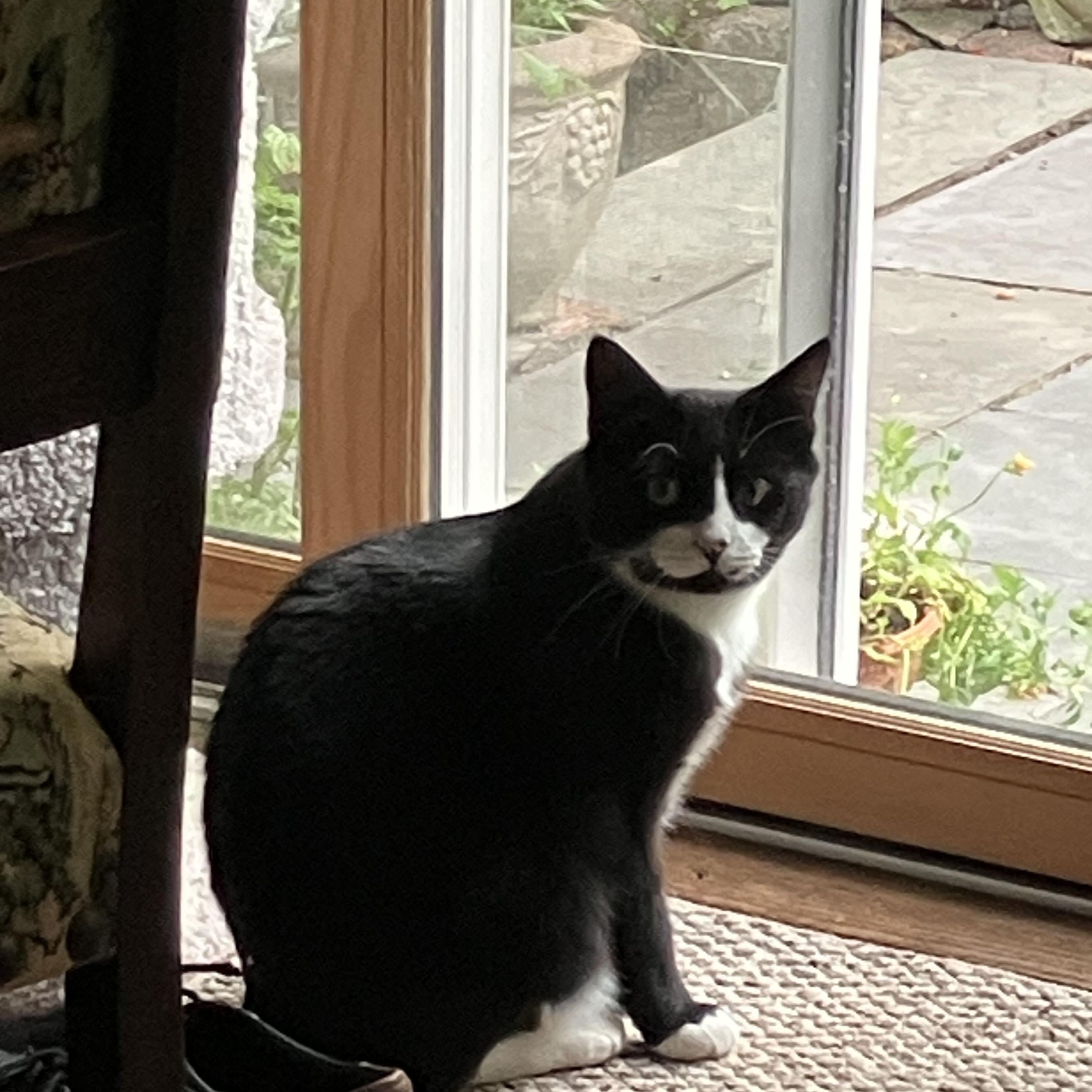 Enlarge Vinky, a Adopted Domestic Short Hair in Lynn, MA image 4/6