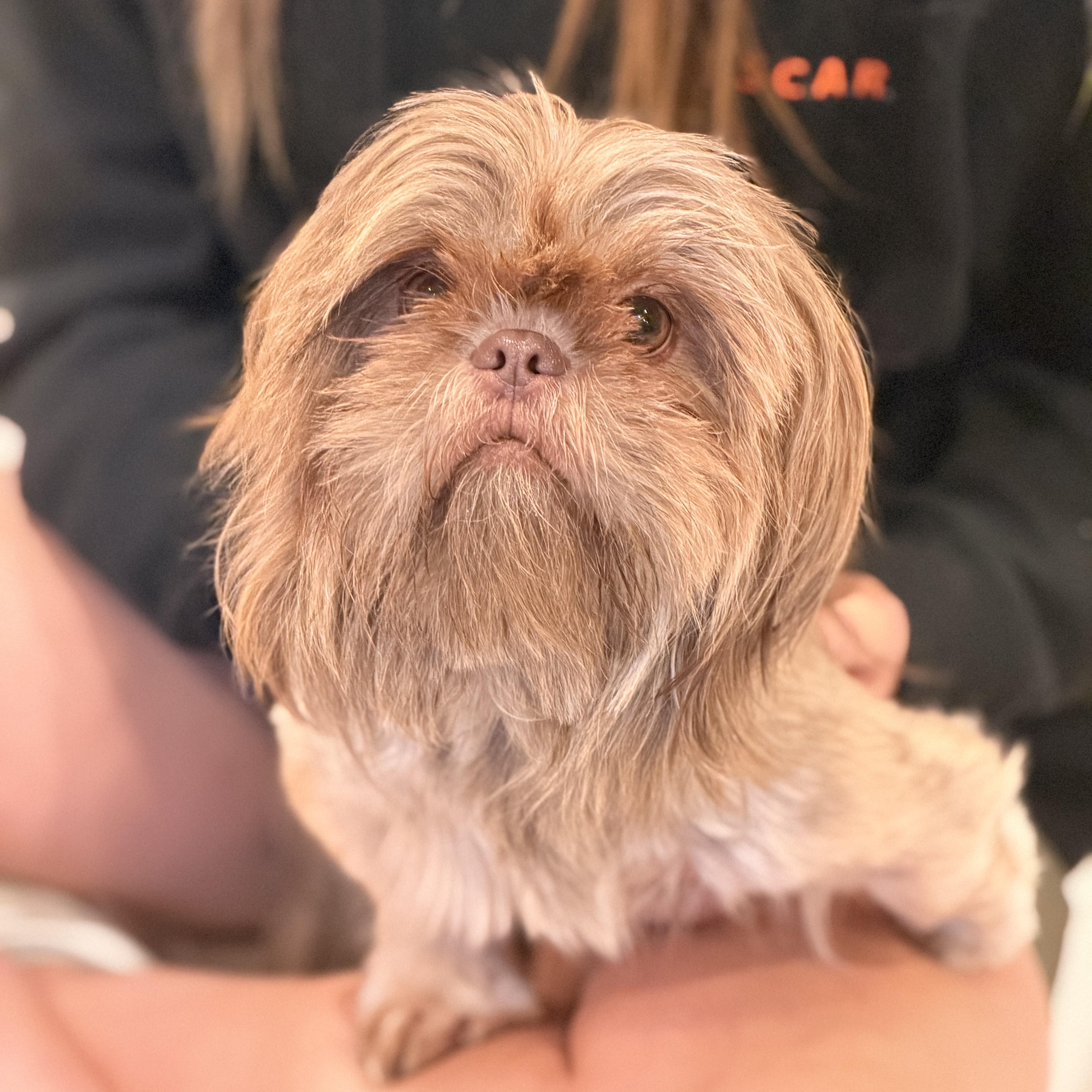 Enlarge Hazel, a ADOPTABLE mixed breed in Sparta, NJ image 5/6