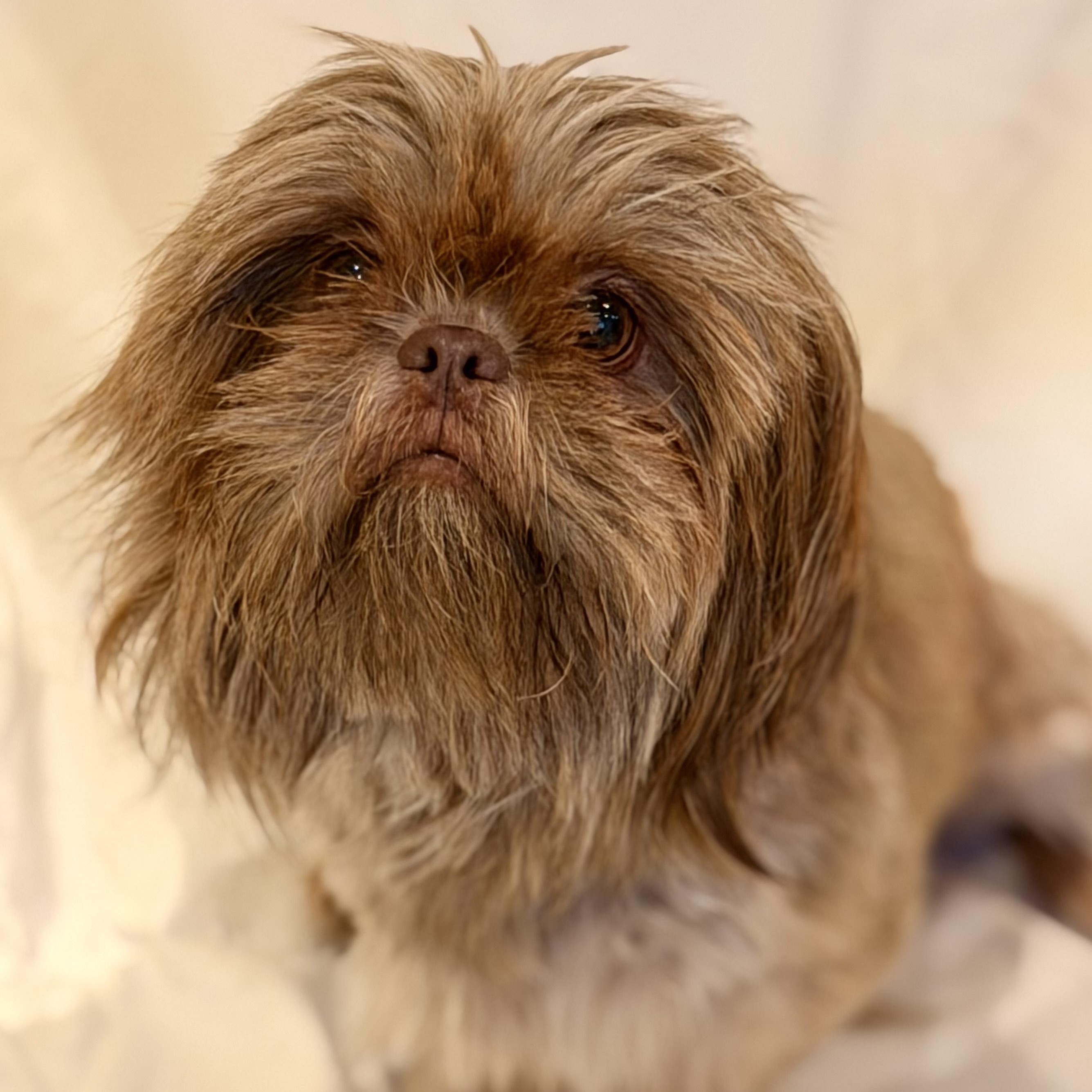 Enlarge Hazel, a ADOPTABLE mixed breed in Sparta, NJ image 2/6