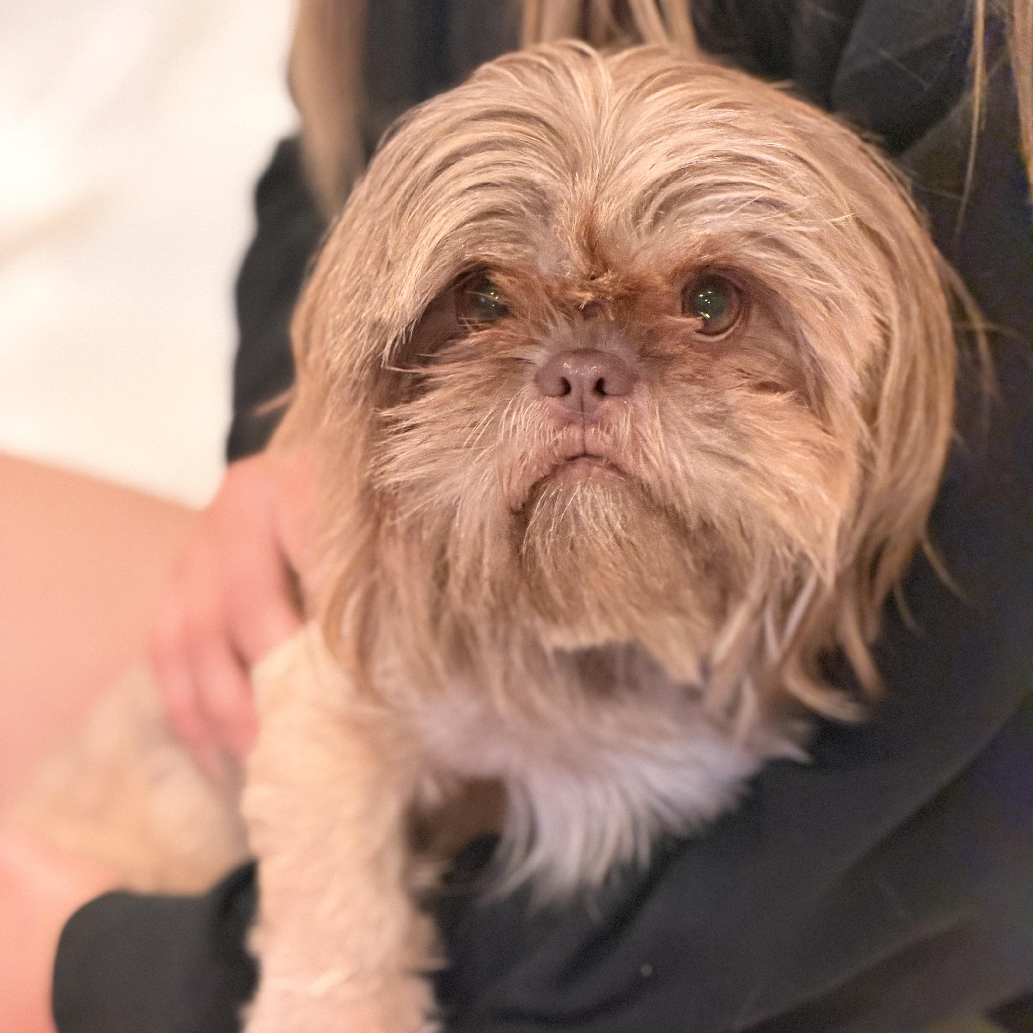 Enlarge Hazel, a ADOPTABLE mixed breed in Sparta, NJ image 6/6